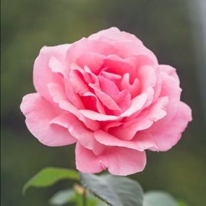 Meet your Posher, Daisy